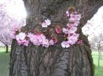 gartenpflege2