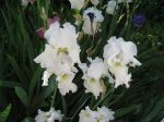 gartenpflege_06