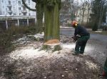 x-gartenpflege-baumfaellung