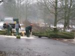 x-gartenpflege-baumfaellung2