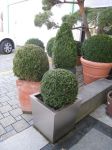 pflanzenvermietung_04